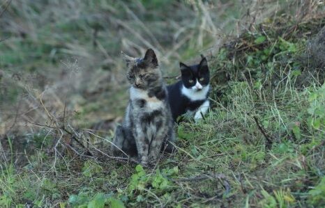 Autors: Foto: Gatis Bogdanovs