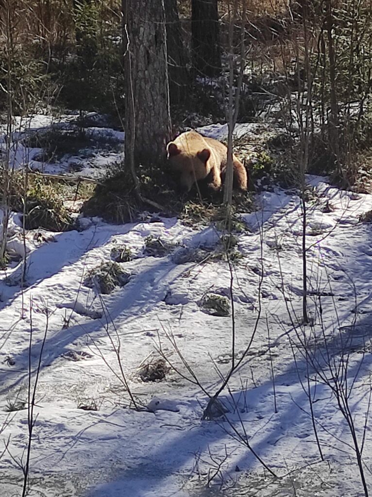Autors: Intars Liepiņš.