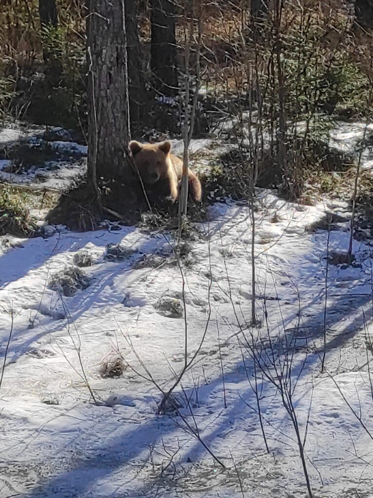 Autors: Intars Liepiņš.