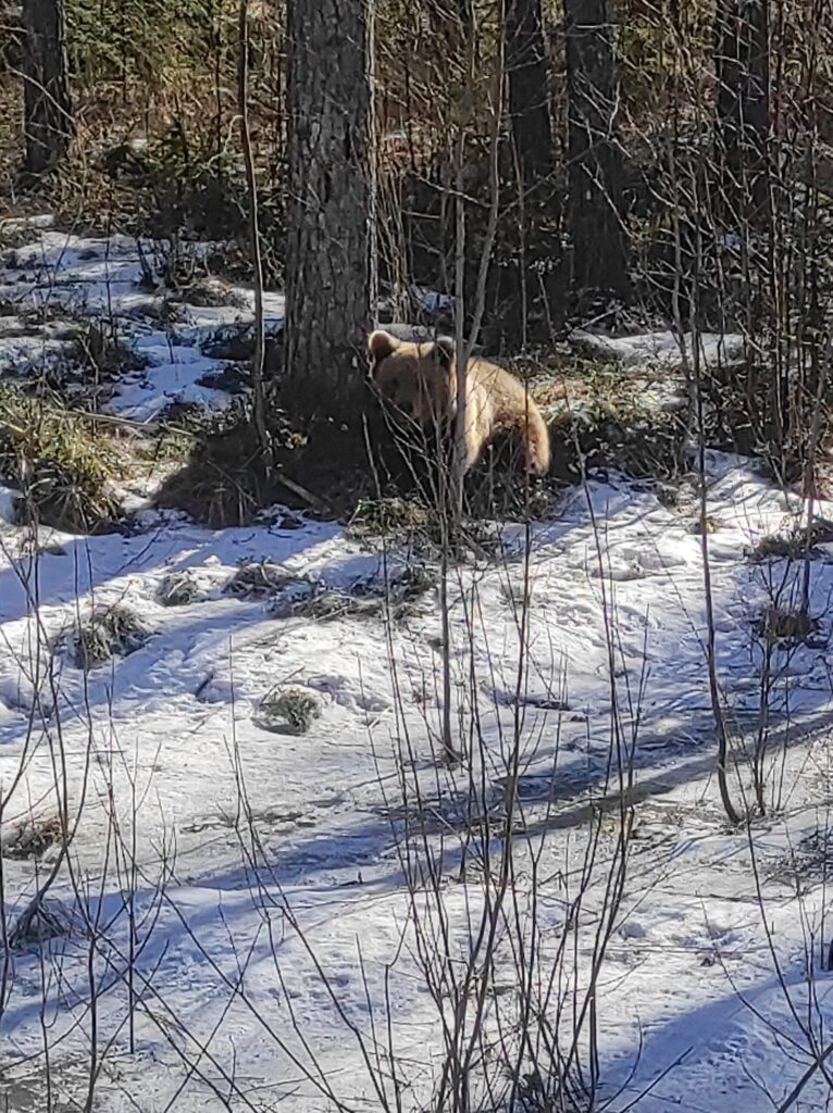Autors: Intars Liepiņš.