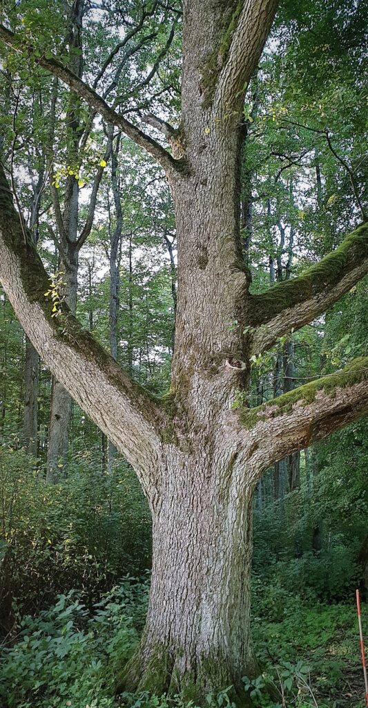 Autors: Foto no personiskā arhīva