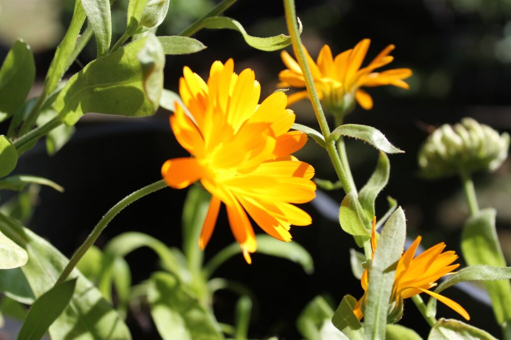 Autors: Publicitātes foto 