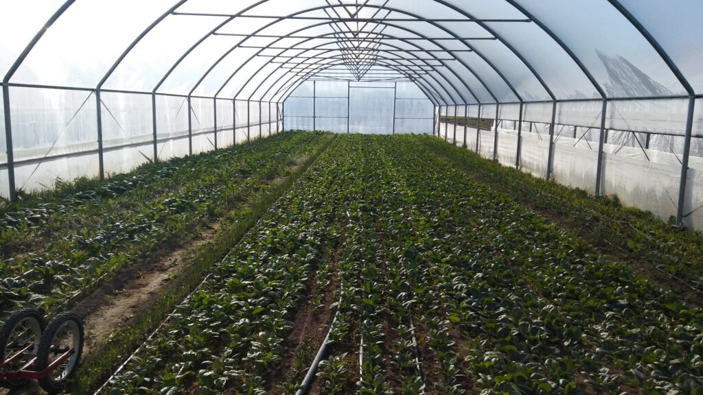 Autors: Foto: Pārsla Konrāde.