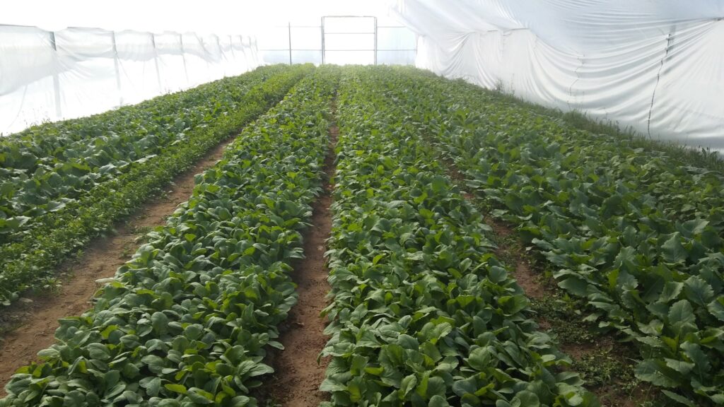 Autors: Foto: Pārsla Konrāde.