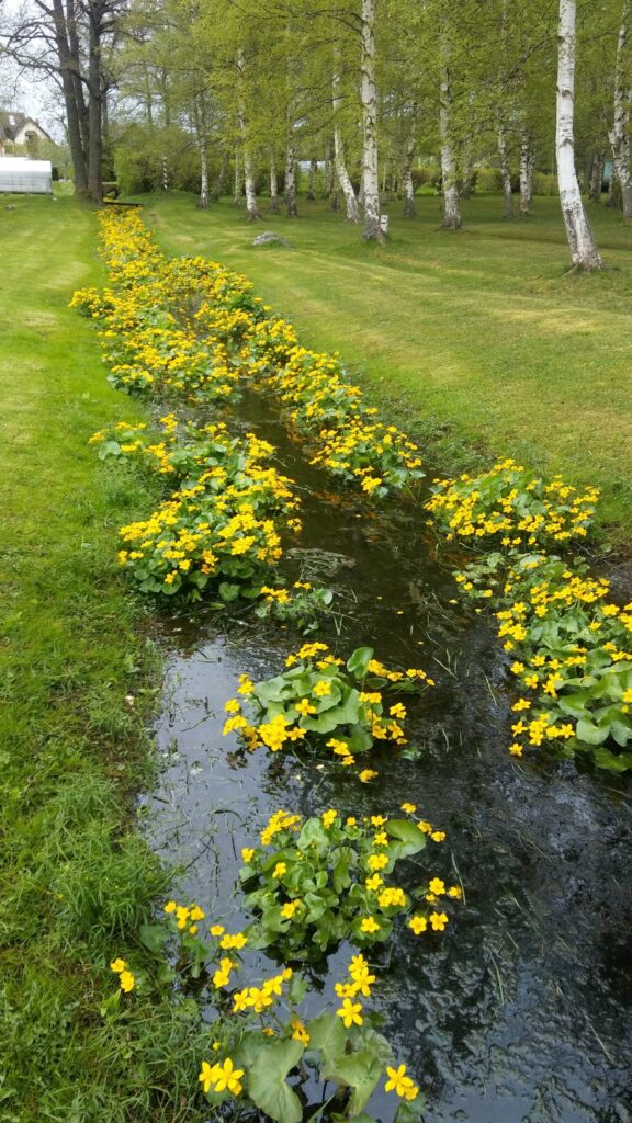 Autors: Foto: Pārsla Konrāde