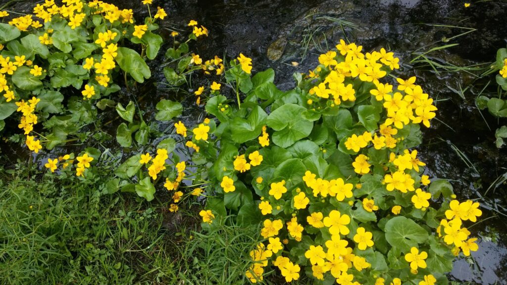 Autors: Foto: Pārsla Konrāde