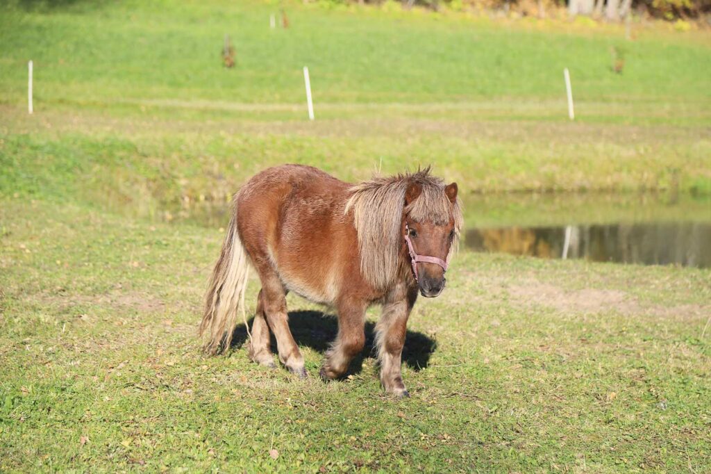 Interesants ir stāsts par to, kā Evitas ģimene tika pie ponija. “Kad piedzima jaunākā meita, tika runāts, ka gribas zirdziņu, un tad tā kā jokā visi radi uz dzimšanas dienu dāvināja naudu ponijam. Sākām te dzīvot, un pirmais – jāpļauj te zāle. Un ponijs ir tas, kas noēd zāli, otrs – izskatās ļoti smuki, un vēl – bērniem par poniju ir jārūpējas. Man pašai zirgi arī vienmēr ir patikuši, bet tajā pašā laikā man no viņiem ir bail. Mēģinu no tām bailēm atbrīvoties. Varbūt būs vēl kāds zirdziņš, jo viņi ir bara dzīvnieki,” stāsta Evita. 
Autors: Foto: Gatis Bogdanovs