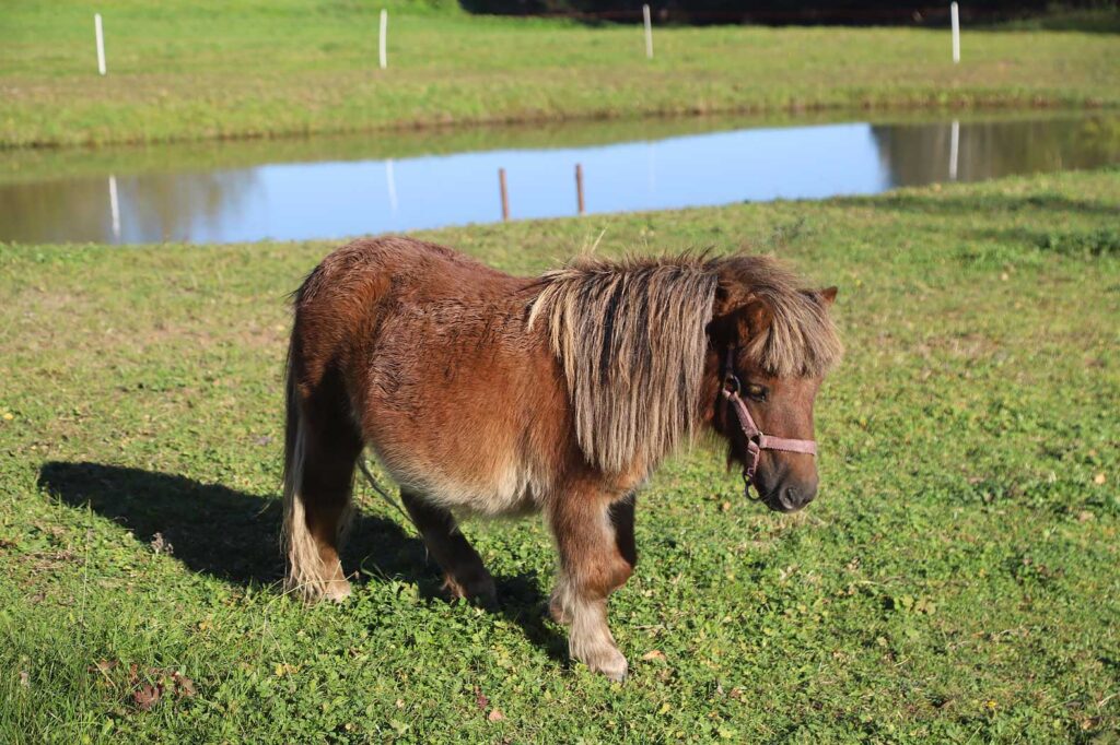 Autors: Foto: Gatis Bogdanovs