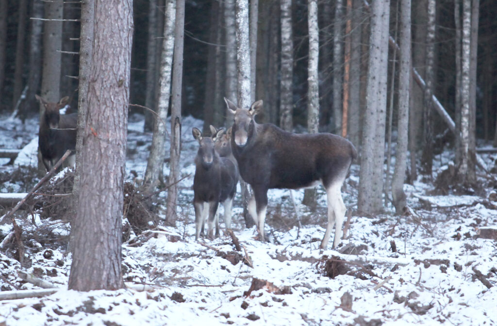 Aluksniesiem.lv raksta attēla aizvietotājs