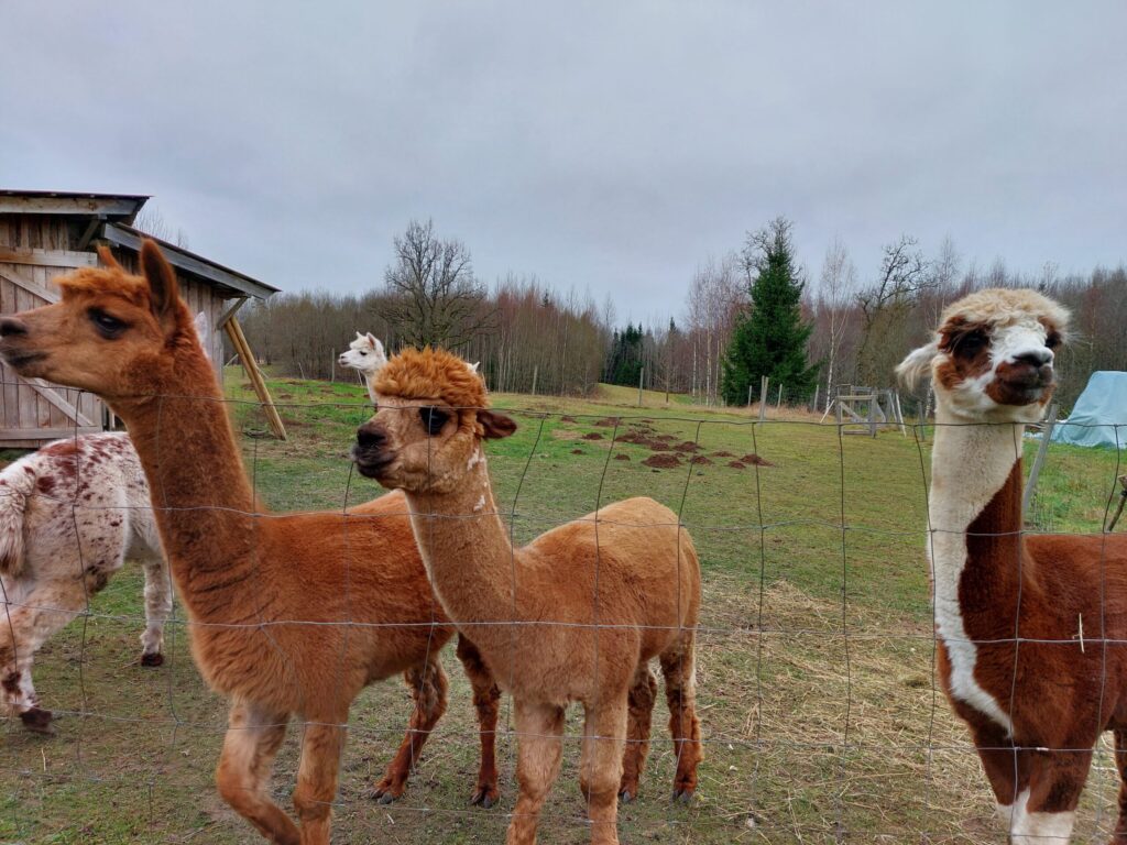 Autors: Foto: Pārsla Konrāde