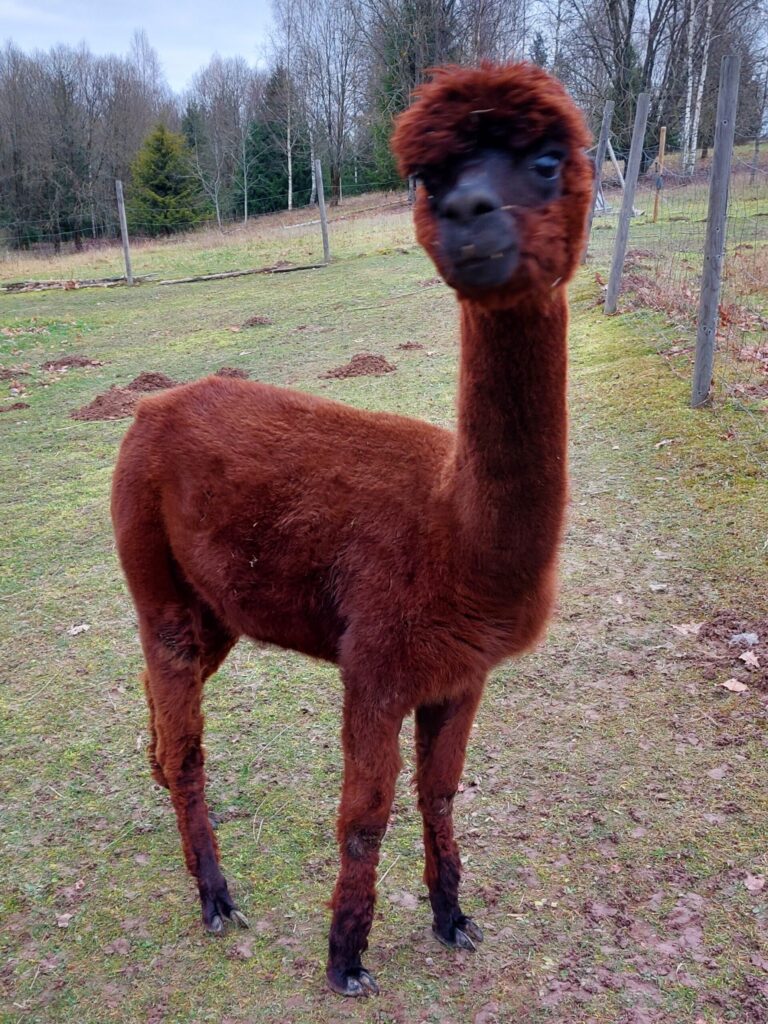 Autors: Foto: Pārsla Konrāde