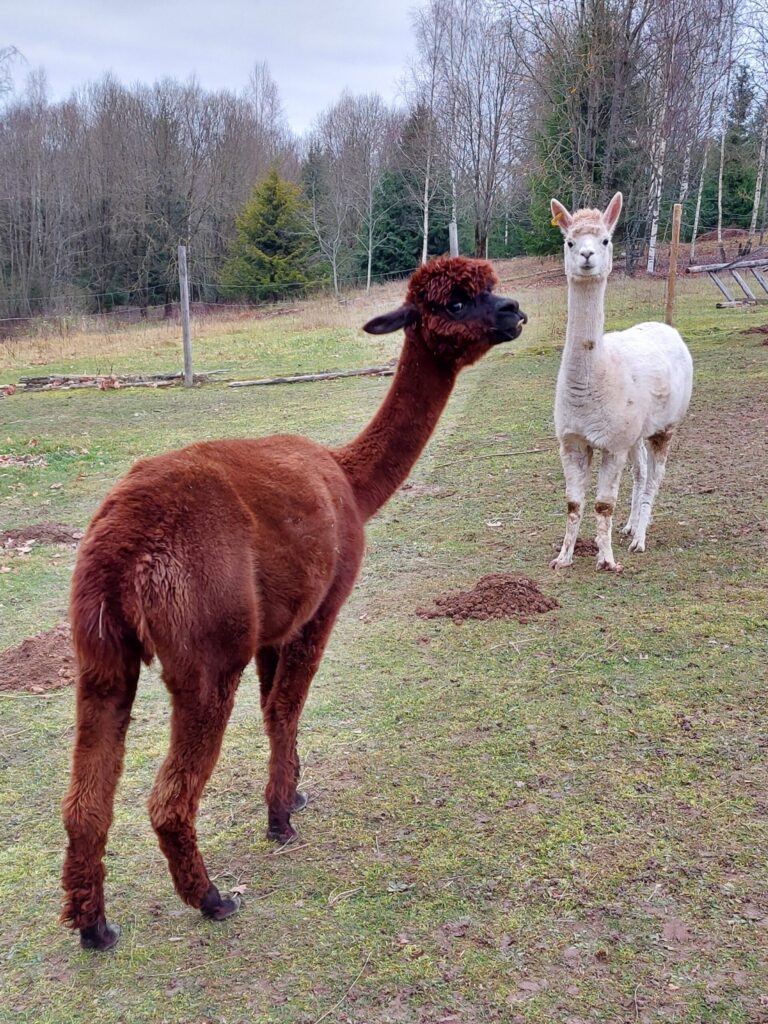 Autors: Foto: Pārsla Konrāde