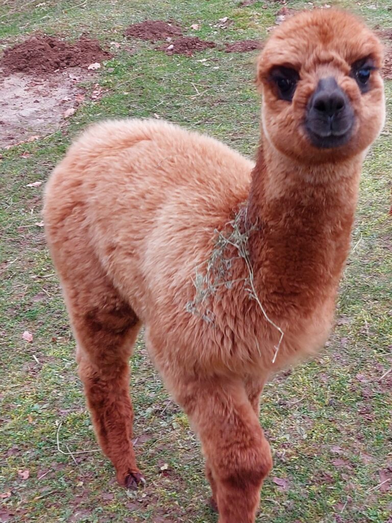 Autors: Foto: Pārsla Konrāde