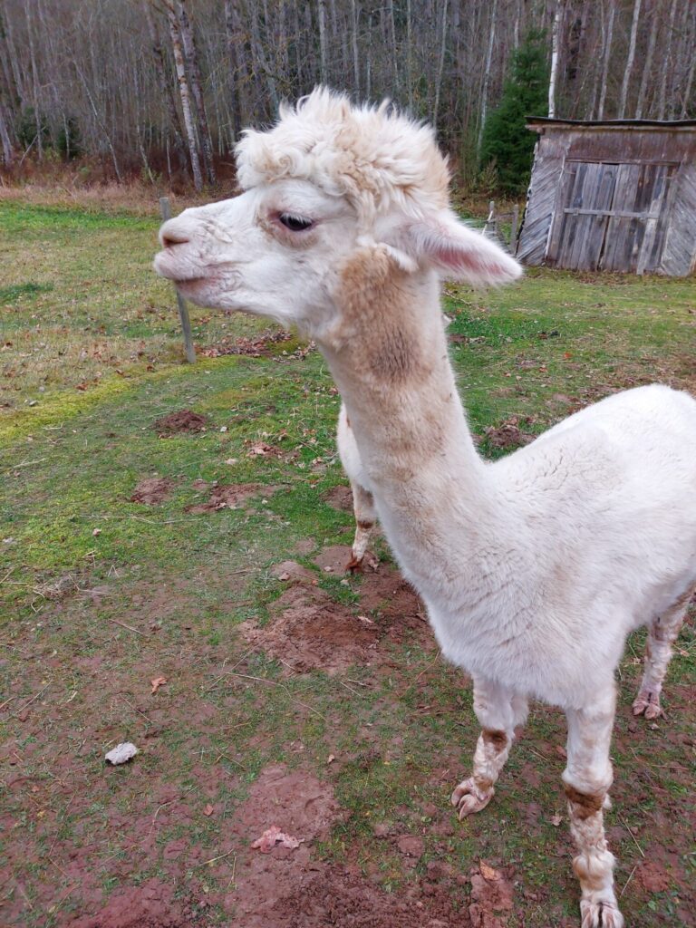 Autors: Foto: Pārsla Konrāde