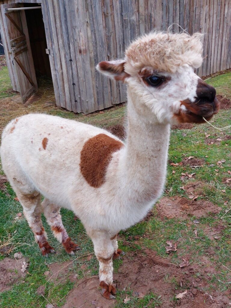 Autors: Foto: Pārsla Konrāde