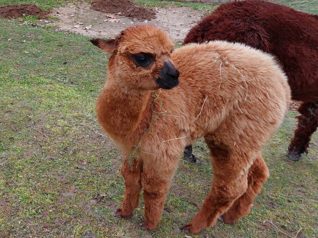 Autors: Foto: Pārsla Konrāde