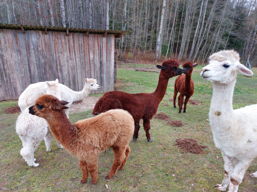 Autors: Foto: Pārsla Konrāde