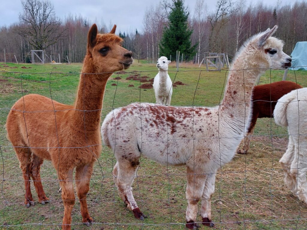 Autors: Foto: Pārsla Konrāde