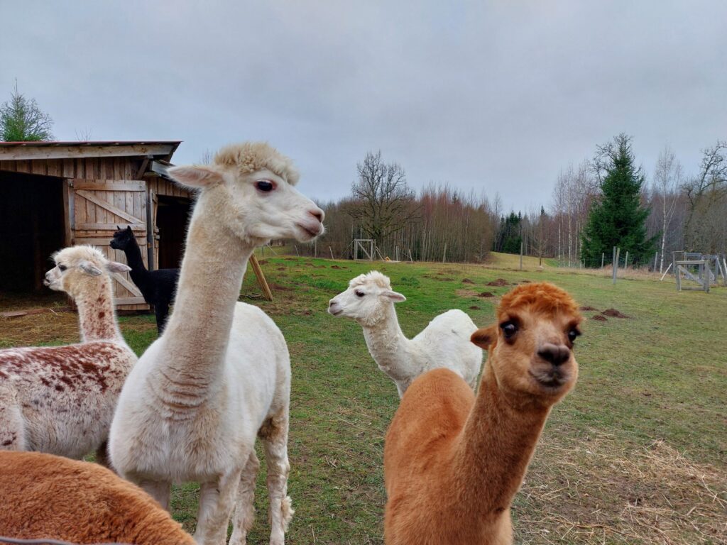 Autors: Foto: Pārsla Konrāde