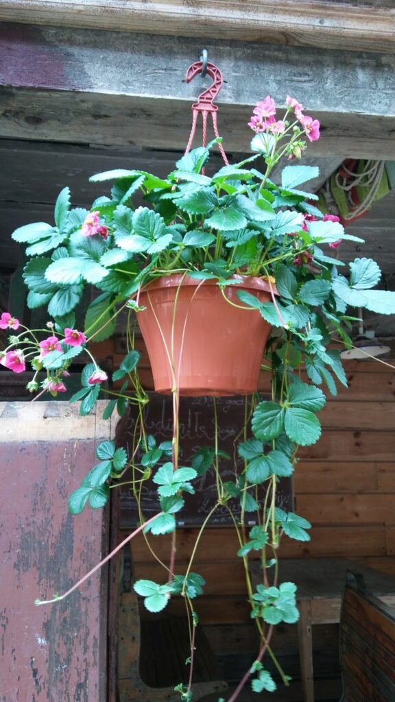 Autors: Foto: Pārsla Konrāde