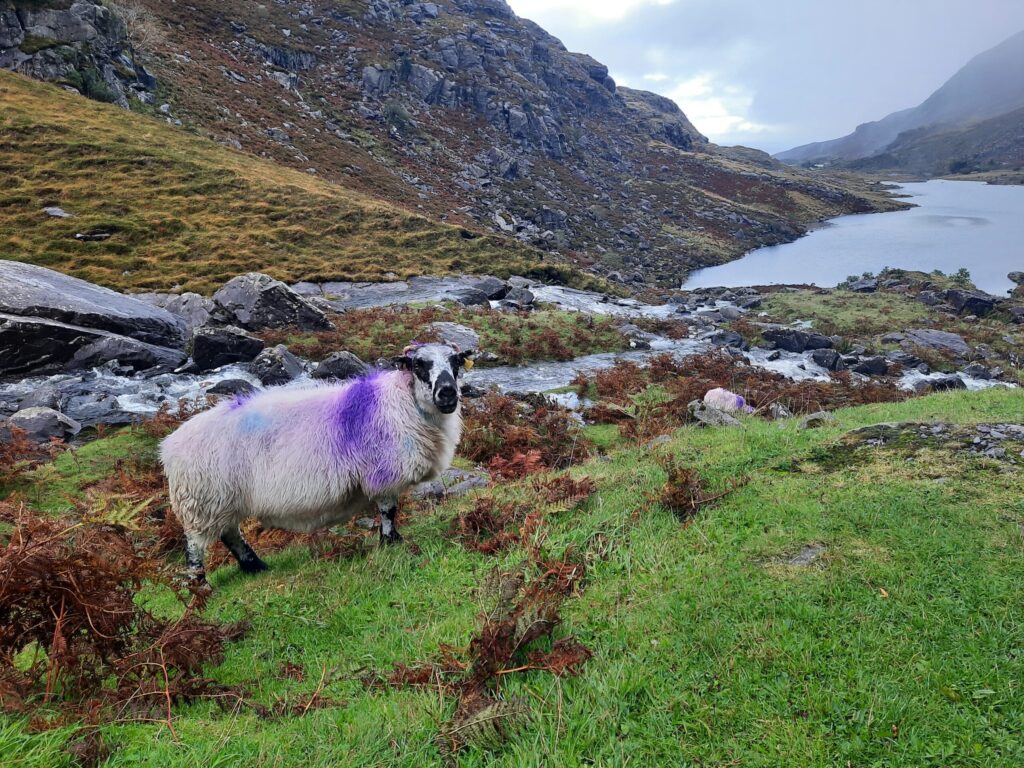 Autors: Foto: Gatis Bogdanovs