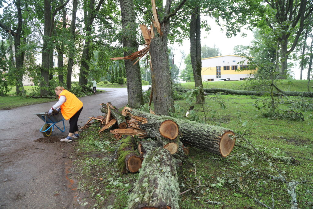 Druviena.
Autors: Foto: Gatis Bogdanovs