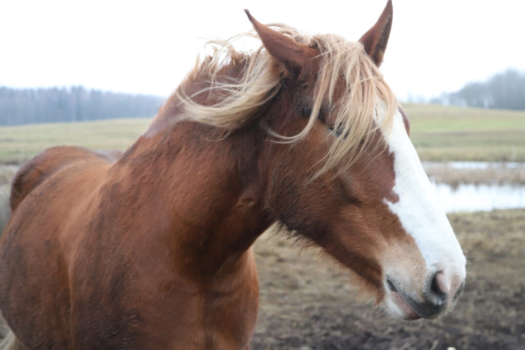 Autors: Foto: Gatis Bogdanovs