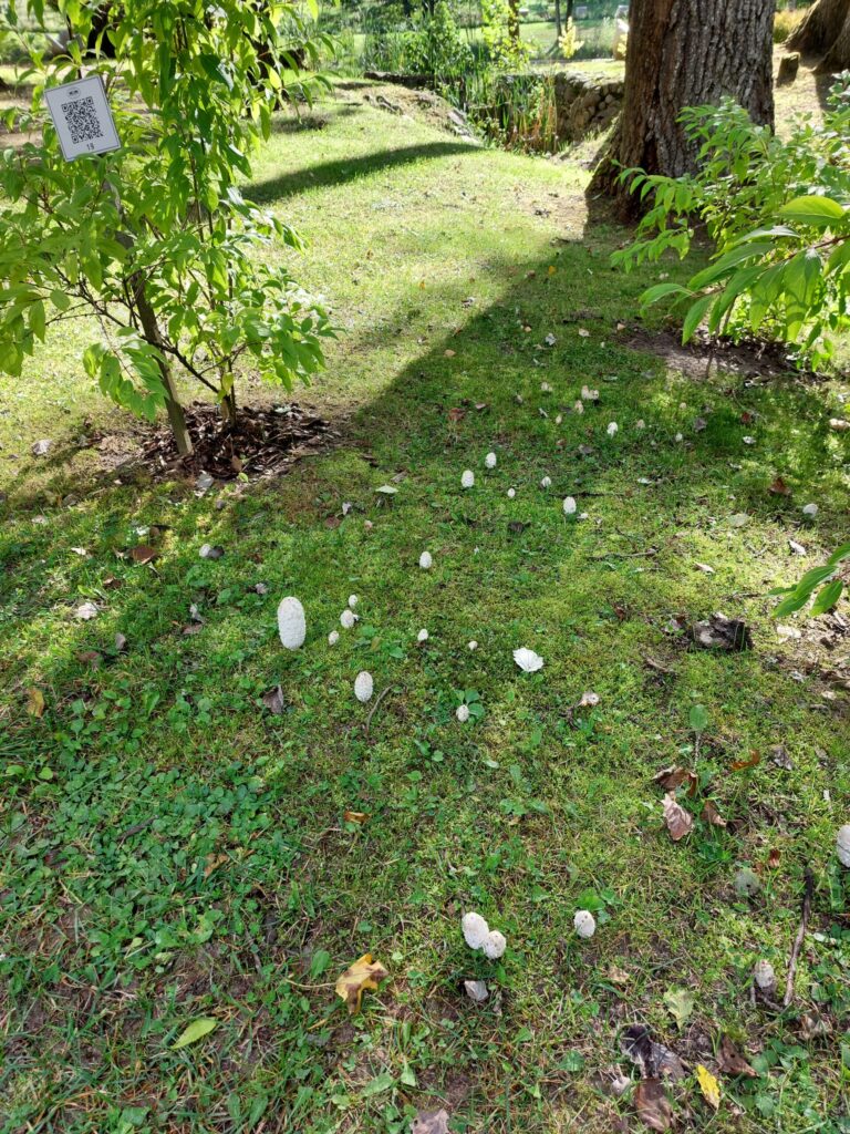 Autors: Foto: Pārsla Konrāde