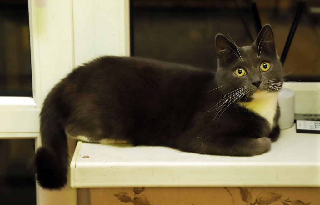 Mollija.
Autors: Foto: Gatis Bogdanovs