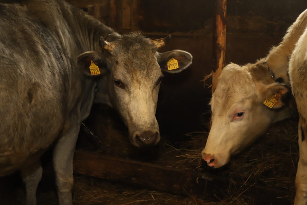 “ZILĀ GOTIŅA ir ar raksturu,” saka Inese Kļaviņa. 
Autors: Foto: Gatis Bogdanovs