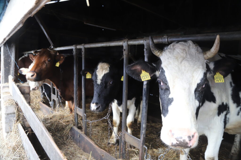 GOTIŅAS ziemu pavada kūtī.
Autors: Foto: Gatis Bogdanovs