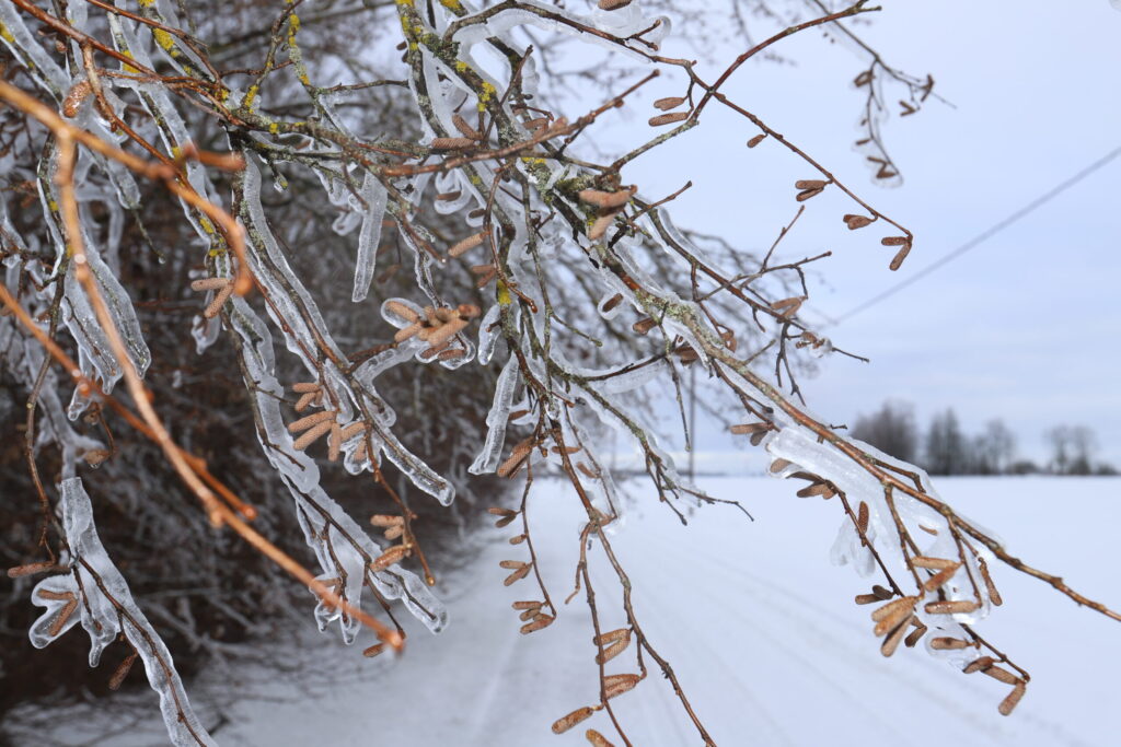 Autors: Foto: Gatis Bogdanovs