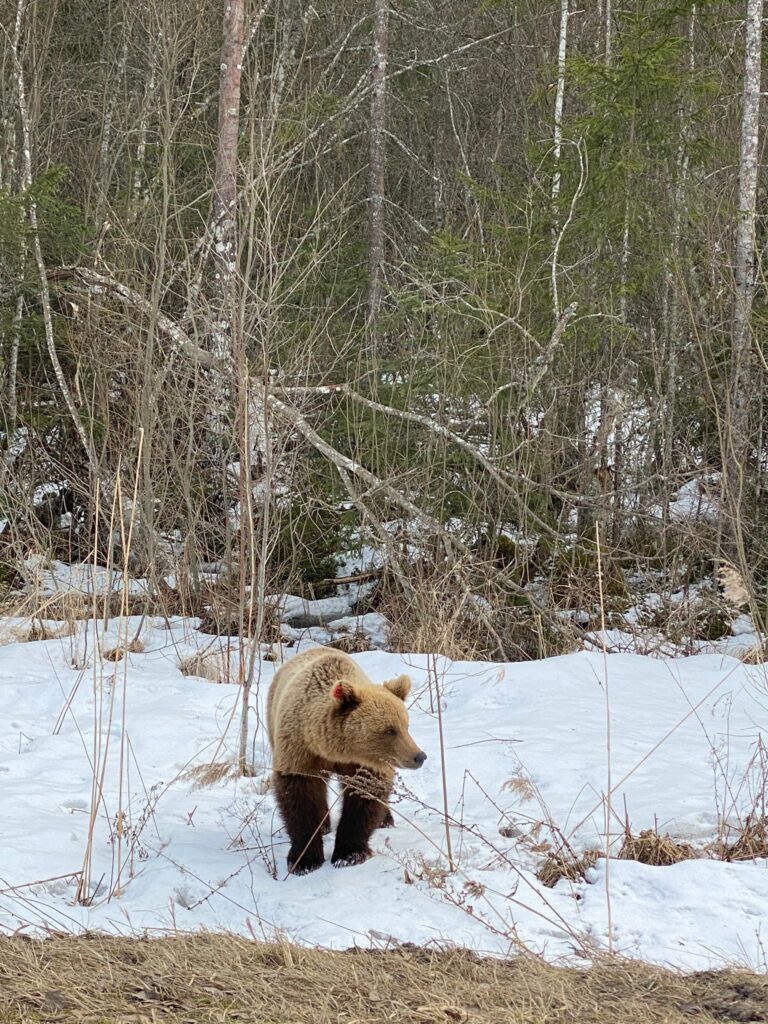 Autors: Ilze Nogobode.