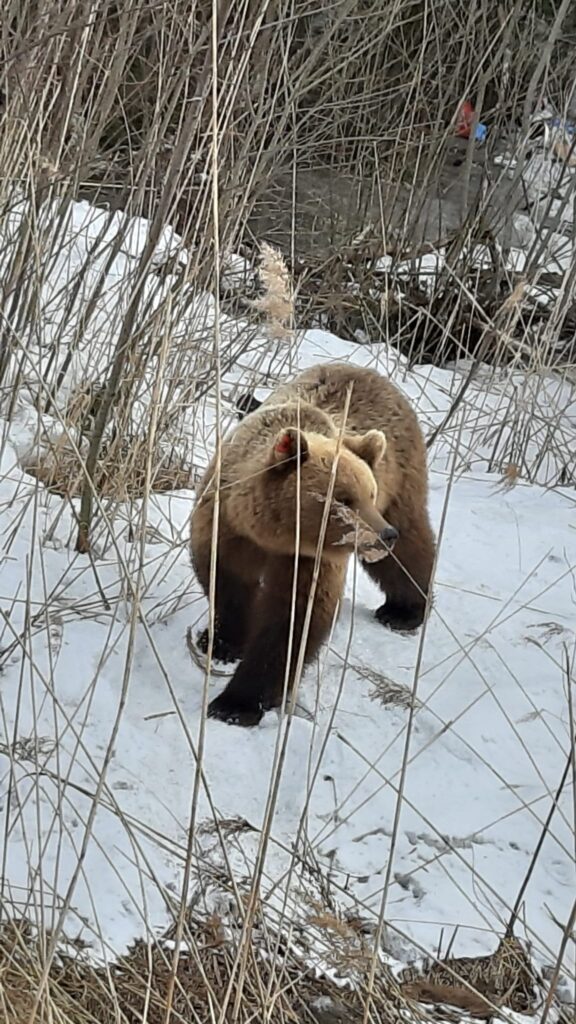 Autors: Sandra Resne.