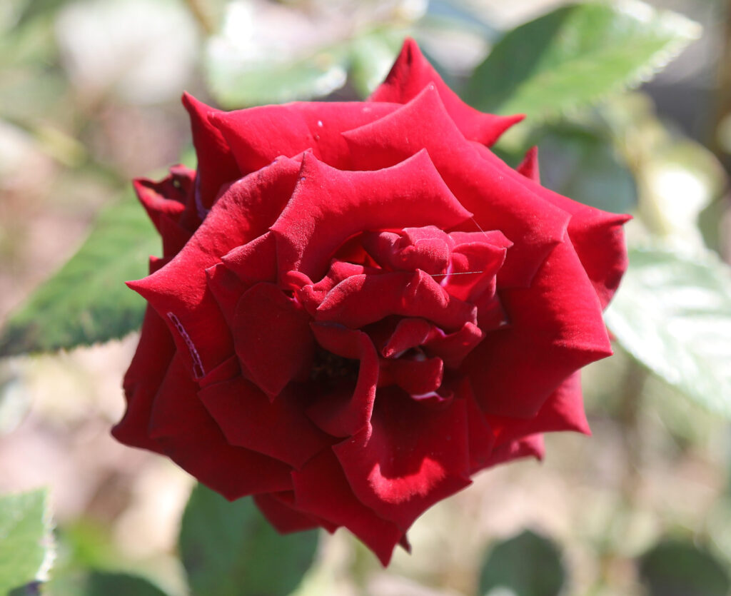 Autors: Foto: Gatis Bogdanovs