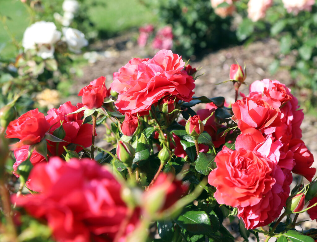 Autors: Foto: Gatis Bogdanovs