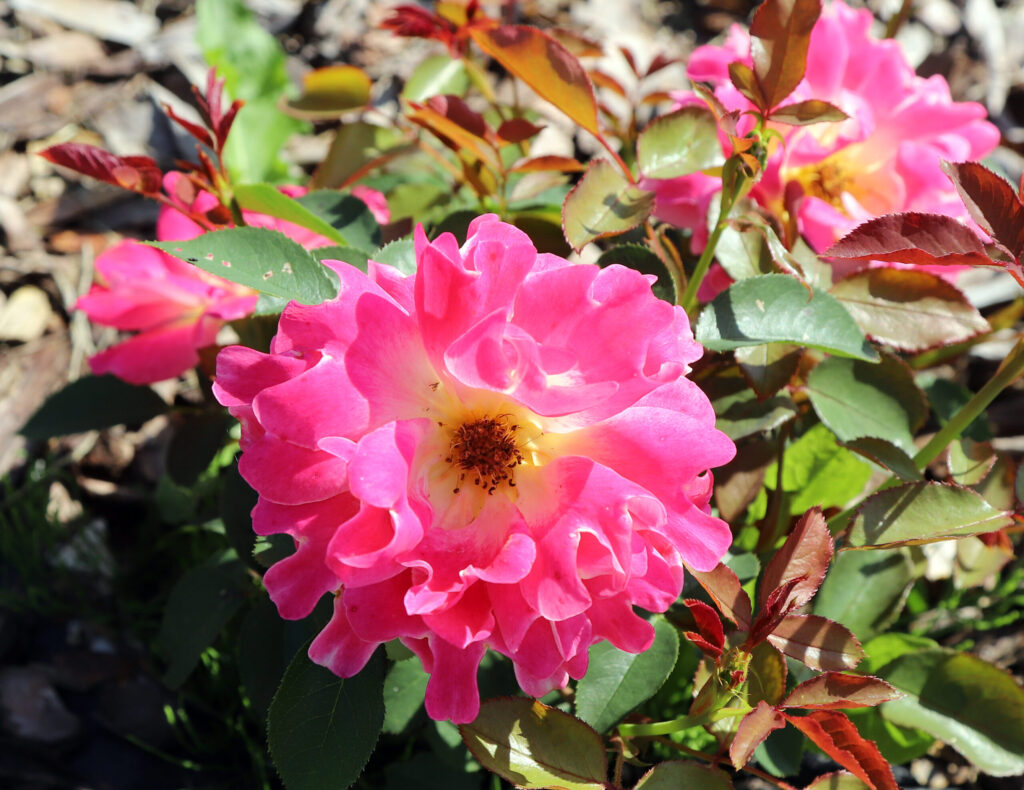 Autors: Foto: Gatis Bogdanovs