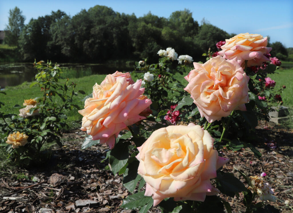 Autors: Foto: Gatis Bogdanovs