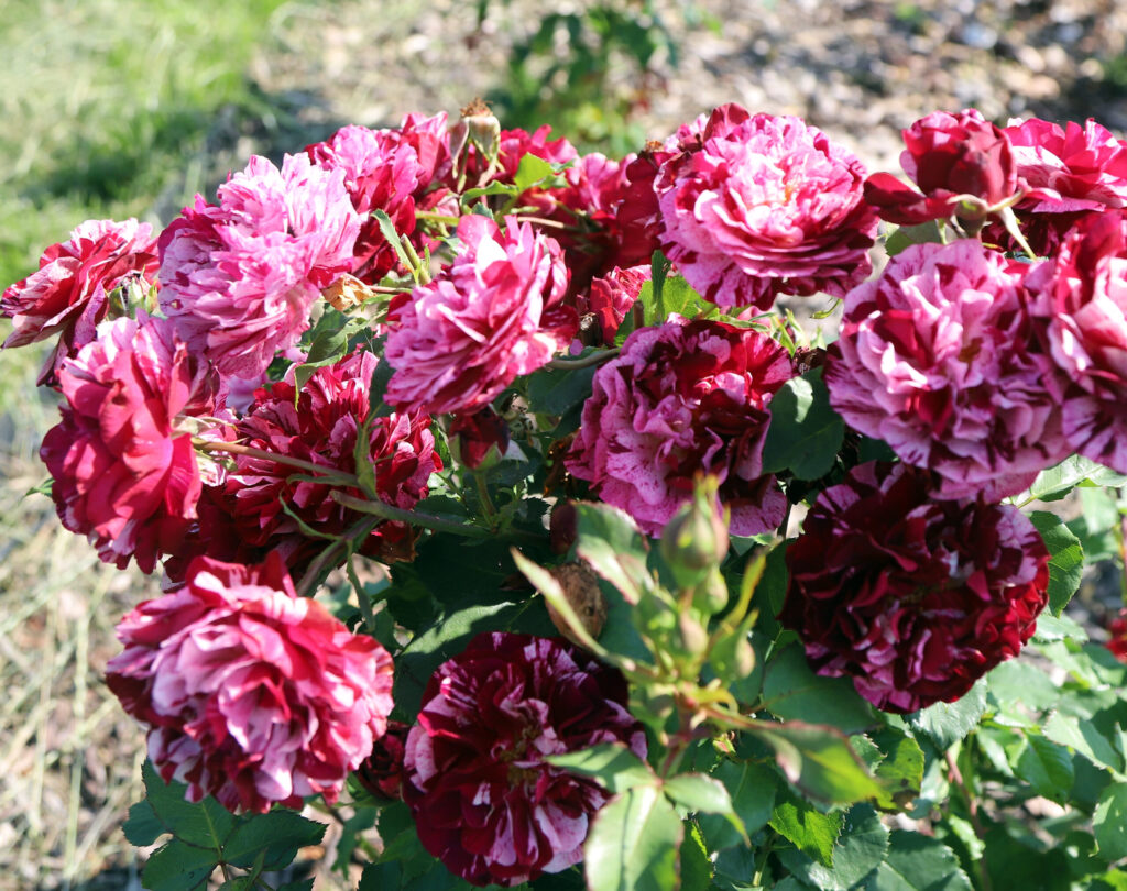 Autors: Foto: Gatis Bogdanovs