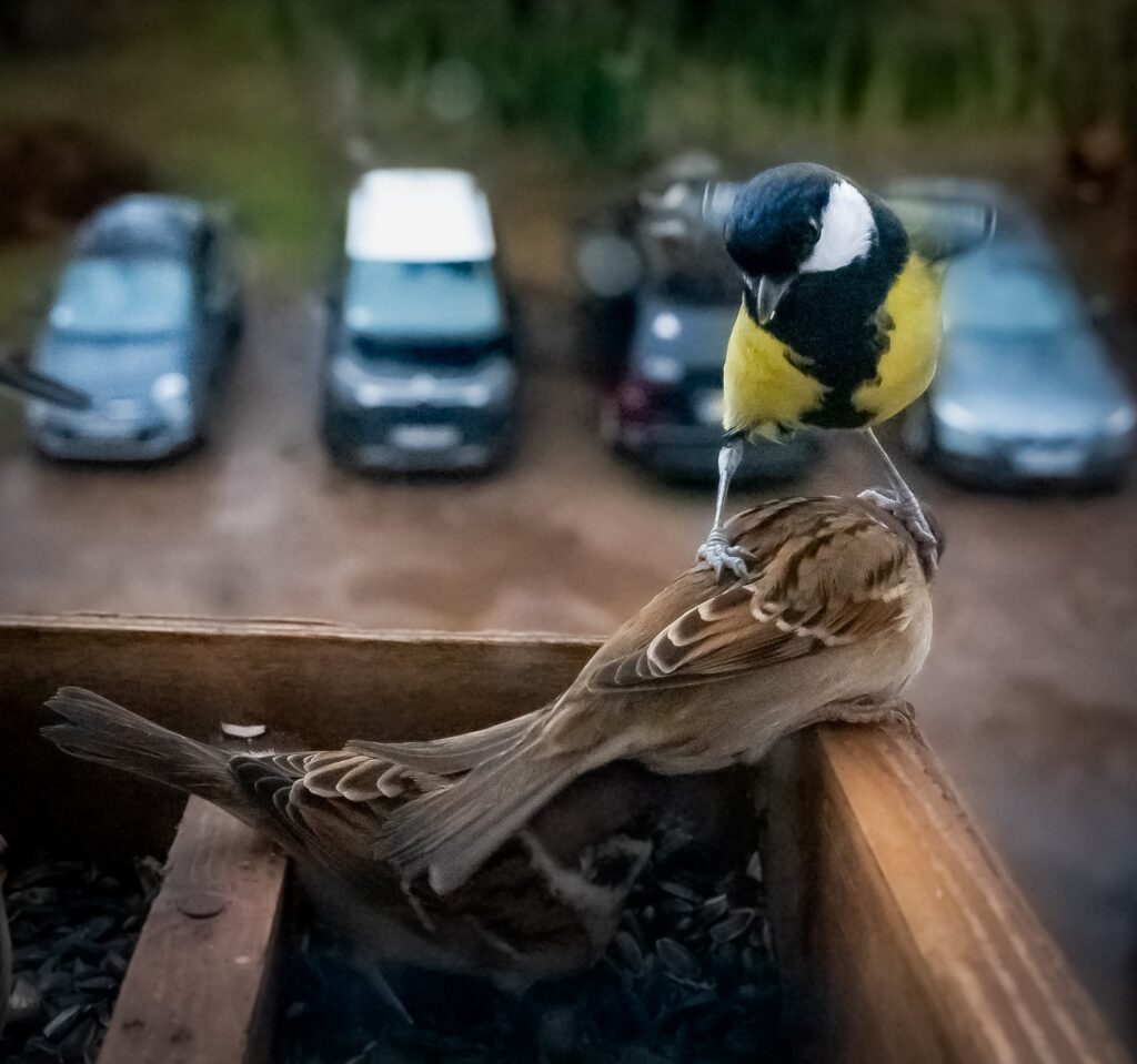 “PARASTI ZAĻŽUBES un zvirbuļi ir tie vislielākie kretīni barotavās, bet re kur viena lielā zīlīte noliek pie vietas divus lauku zvirbuļus,” sulīgi par putnu ķīviņiem stāsta E.Kazubiernis.
Autors: FOTO: EGILS KAZUBIERNIS