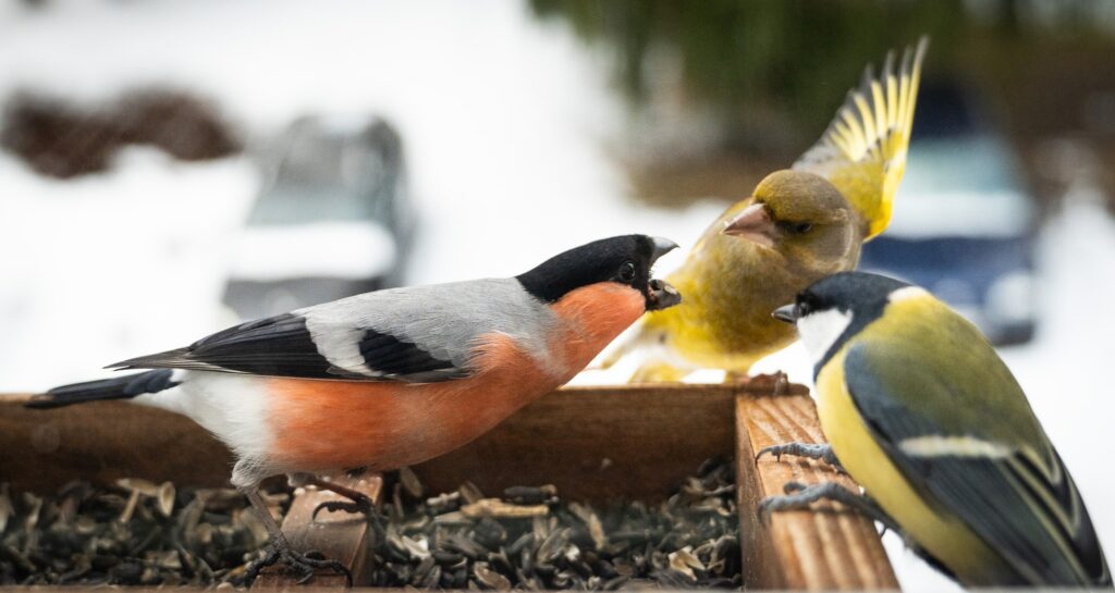 PUTNU vērotāja salaspilieša Egila Kazubierna barotavā vērojami dažādi putni. Viņš stāsta, ka visbravūrīgākās Latvijā ir zaļžubes, kuras var mesties cīņā ar jebkuru putnu, un pārējiem nākas pacīnīties, lai arī pamielotos.
Autors: FOTO: EGILS KAZUBIERNIS