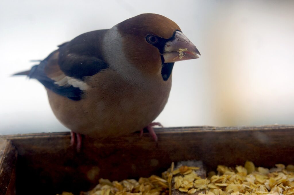 LATVIJĀ piemāju barotavās var sastapt arī dižknābi.
Autors: FOTO: EGILS KAZUBIERNIS