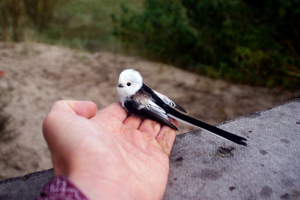 PAPES DABAS PARKĀ notverta garastīte. Kad putnu vērotājam E.Kazubiernim saka, ka šāds putns gan nav redzēts, viņš ikvienam, kurš tā saka, atteic, ka daudzi cilvēki Latvijā nemaz nezina, kādi putni šeit mājo. Garastīti ziemā pie barotavām var sastapt visai bieži.
Autors: FOTO: EGILS KAZUBIERNIS