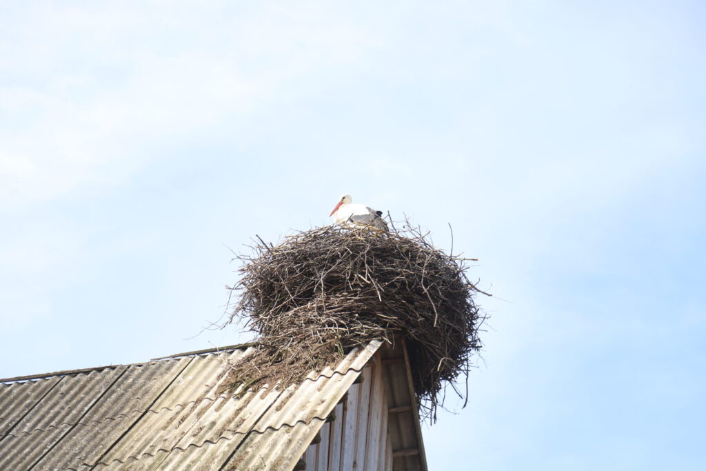 KAMĒR LAUKU SĒTĀ IR STĀRĶI, vanagi neuzdrošinās tuvoties vistu saimei.
Autors: Foto: Gatis Bogdanovs