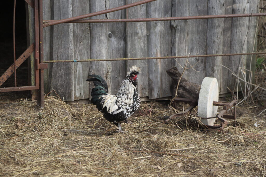 VISTU SAIMĒ nevar nepamanīt Puškina šķirnes gaili.
Autors: Foto: Gatis Bogdanovs