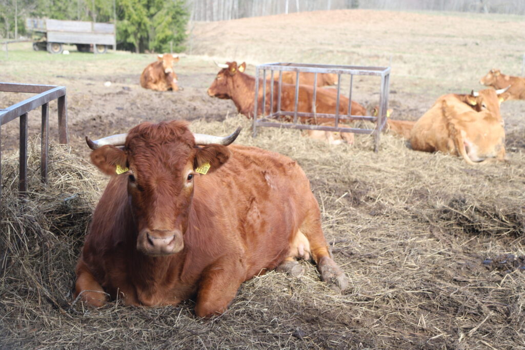 Autors: Foto: Gatis Bogdanovs