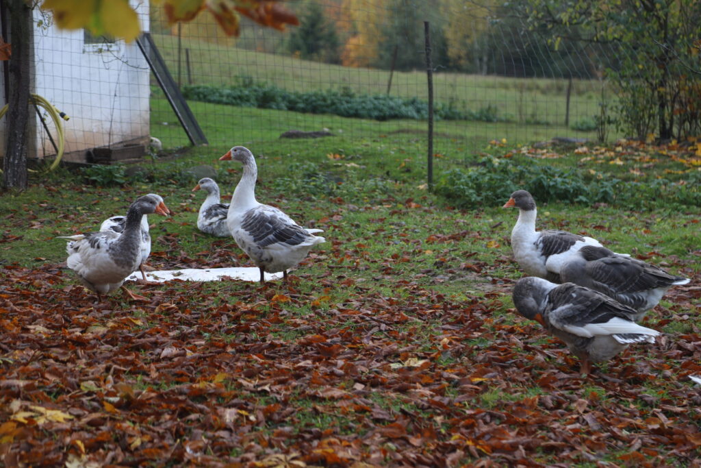 Autors: Foto: Gatis Bogdanovs