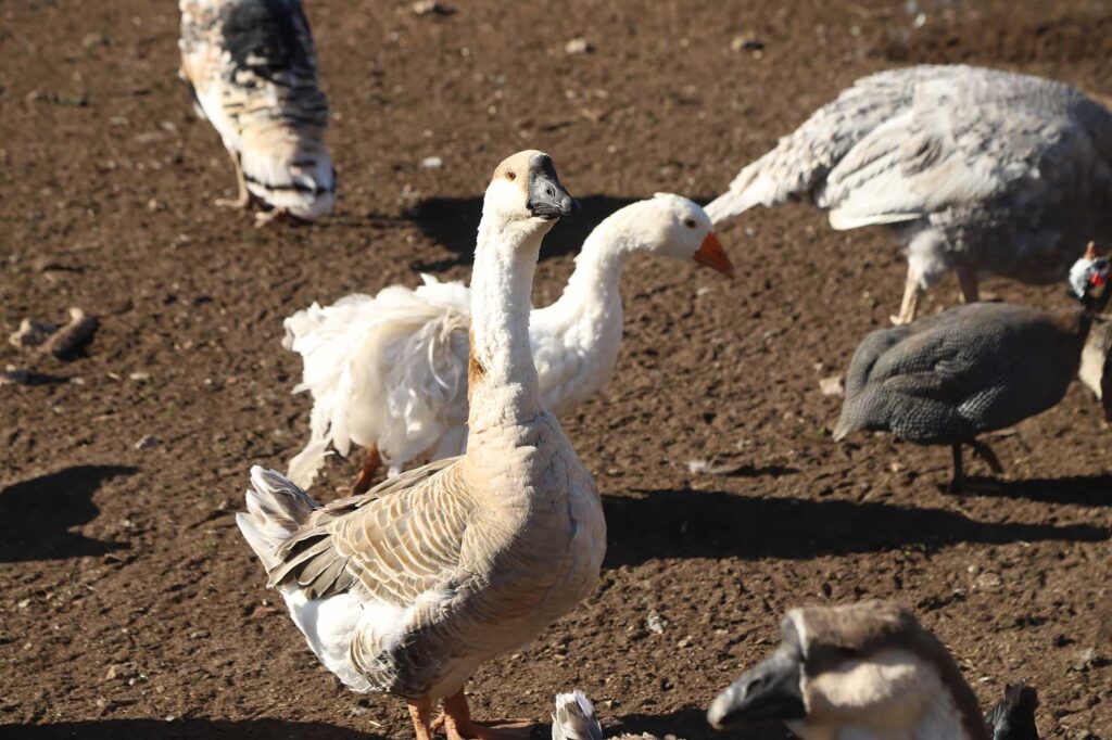 Autors: Foto: Gatis Bogdanovs