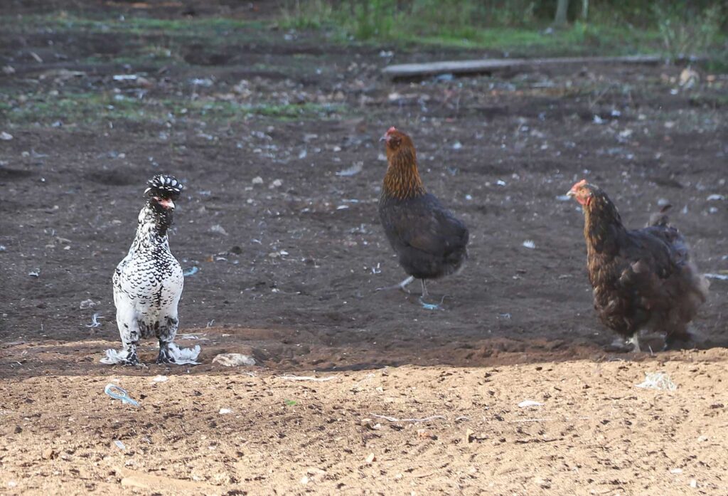 Pavlovas šķirnes vista (no kreisās).
Autors: Foto: Gatis Bogdanovs