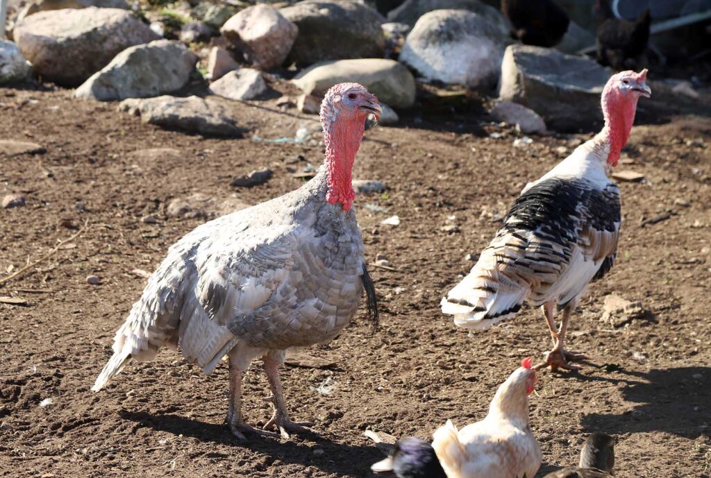 Lielie lavandas tītari. Tie ļoti līdzīgs savvaļas tītariem. Jo vecāks tītars, jo lielāka bārda, kas ir mednieku trofeja Amerikā. 
Autors: Foto: Gatis Bogdanovs